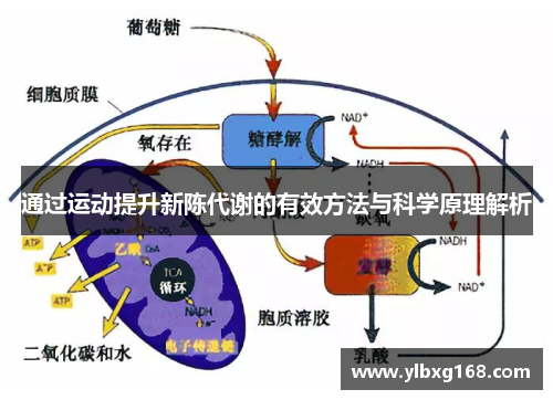 通过运动提升新陈代谢的有效方法与科学原理解析
